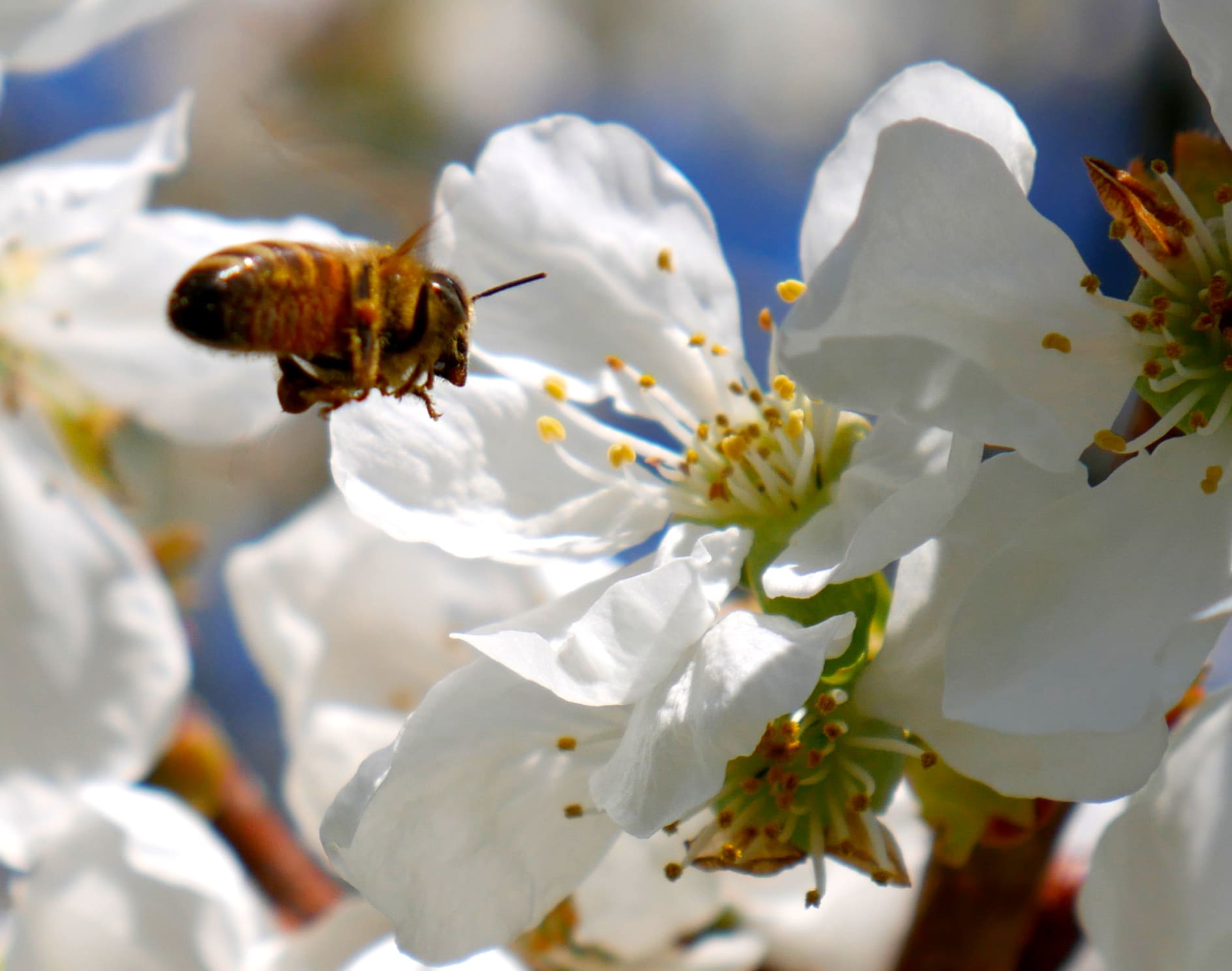 fleur de cerisier et d'une abeille