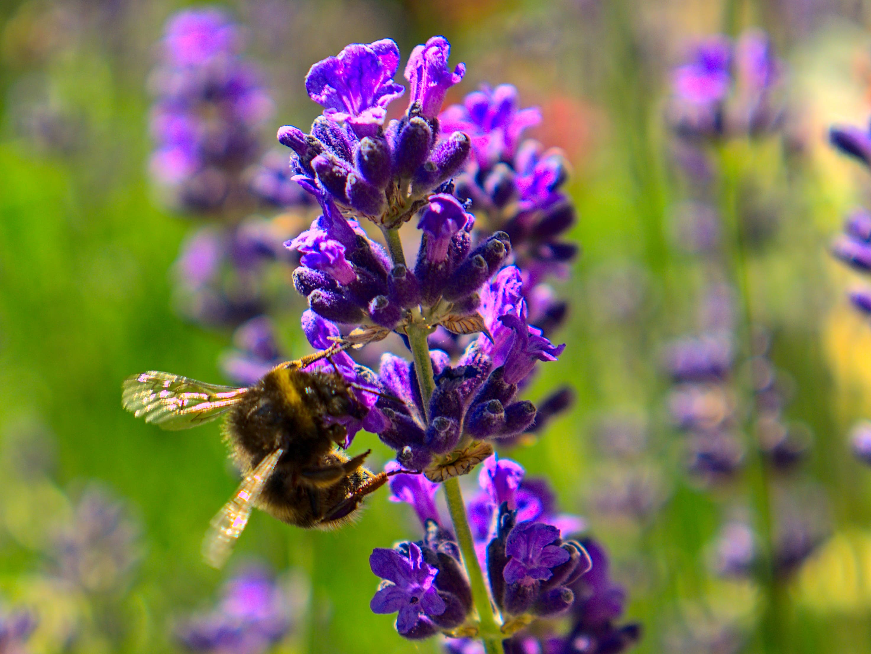 fleur de lavande et d'un bourdon