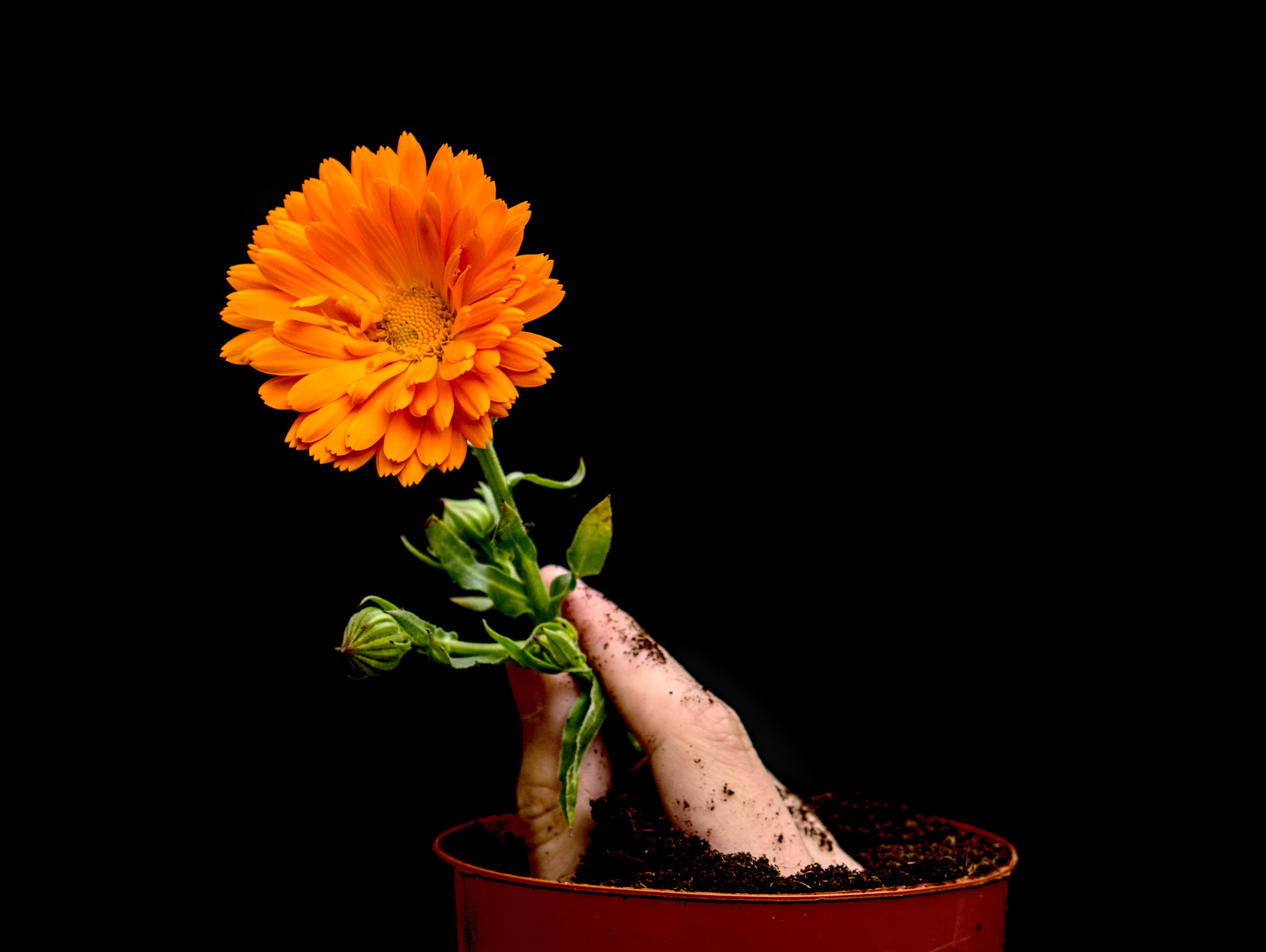 fleur tenue par une main qui sort de terre