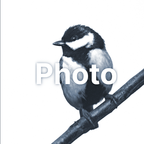 cliquez pour vous rendre sur la partie photo